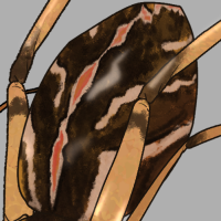 ANI-4429: Black Widow (M)