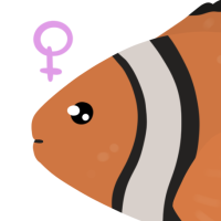 Thumbnail for ANI-4474: Clownfish (F)