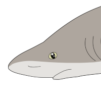 Thumbnail for ANI-4485: Tide