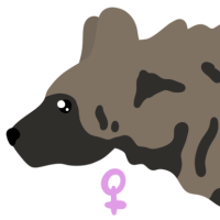 Thumbnail for ANI-4515: Striped Hyena (F)