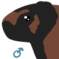 Thumbnail image for ANI-4522: Domestic Cavy (M)