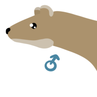 Thumbnail for ANI-4523: Thylacine (M)