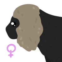 Thumbnail for ANI-4534: Lion-tailed Macaque (F)