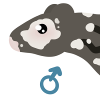 Thumbnail for ANI-4557: Vitiligo Grandidier's Mongoose (M)