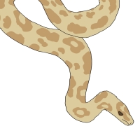 Thumbnail for ANI-4589: Butterscotch