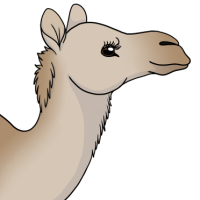 Thumbnail for ANI-4605: Dromedary Camel (F)