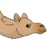 Thumbnail for ANI-4606: Dromedary Camel (F)