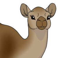 Thumbnail for ANI-4607: Dromedary Camel (M)