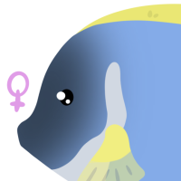 Thumbnail for ANI-4608: Powder Blue Tang (F)