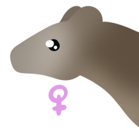 Thumbnail for ANI-4609: American Marten (F)