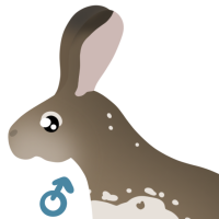 Thumbnail for ANI-4610: White-Sided Jackrabbit (M)
