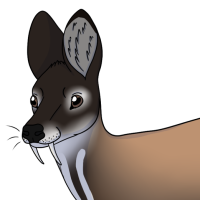 Thumbnail for ANI-4611: Siberian Musk Deer (M)