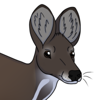 Thumbnail for ANI-4612: Siberian Musk Deer (F)