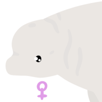 Thumbnail for ANI-4623: Beluga Whale (F)