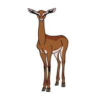 Thumbnail of ANI-4672: Gerenuk (F)