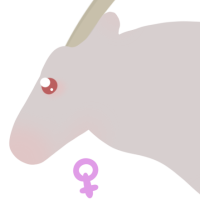 Thumbnail for ANI-4684: Albino Gemsbok (F)