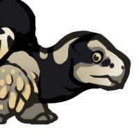 Thumbnail for ANI-4699: Patches Burmese Star Tortoise (F)