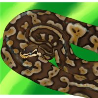 Thumbnail for ANI-4714: Ball Python (F)