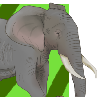 Thumbnail of ANI-4720: African Bush Elephant (M)