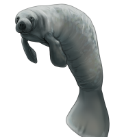 Thumbnail for ANI-4722: Manatee (M) - Basil