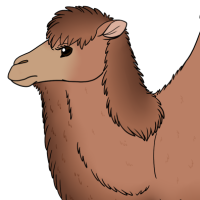 Thumbnail for ANI-4742: Bactrian Camel (F)