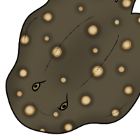 Thumbnail for ANI-4769: Bigtooth River Stingray (M)