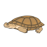 Thumbnail for ANI-4770: Leucistic African Sideneck (M)