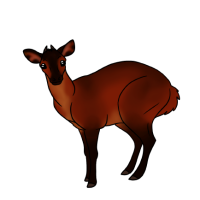 Thumbnail for ANI-4772: Black-fronted Duiker (M)