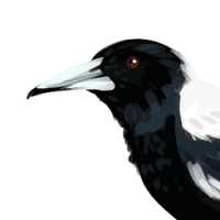 Thumbnail of ANI-4779: Australian Magpie (M)
