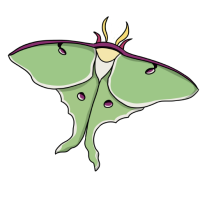 Thumbnail for ANI-4781: Luna Moth (F)