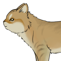 Thumbnail for ANI-4783: Sand Cat (M)