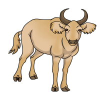 Thumbnail for ANI-4784: Leucistic African Forest Buffalo (M)