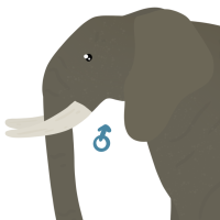 Thumbnail for ANI-4808: African Bush Elephant (M)