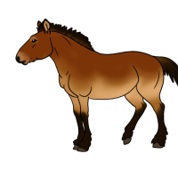 Thumbnail for ANI-4812: Przewalski's Horse (F)
