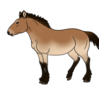 Thumbnail for ANI-4813: Przewalski's Horse (F)