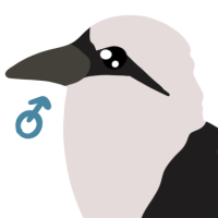 Thumbnail for ANI-4815: Sumatran Laughingthrush (M)