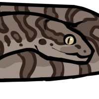 Thumbnail for ANI-4839: Mona Island Boa (F)
