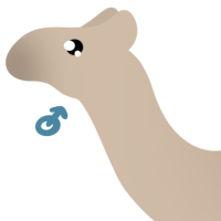 Thumbnail of ANI-4847: Dromedary Camel (M)