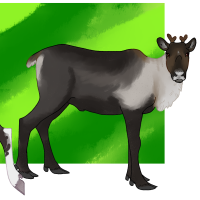 Thumbnail for ANI-4882: Caribou (M)