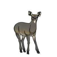 Thumbnail for ANI-4516: Peek (O. o. oreotragus)