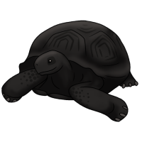 Thumbnail for ANI-4923: Galapagos Tortoise (C. n. microphyes)