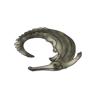 Thumbnail for ANI-4926: Gharial (F)