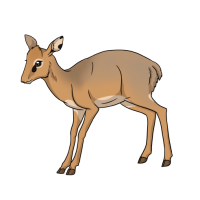 Thumbnail for ANI-4930: Kirk's Dik Dik (M. k. hindei)