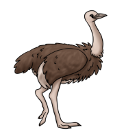 Thumbnail for ANI-4936: Ostrich (S. c. massaicus)
