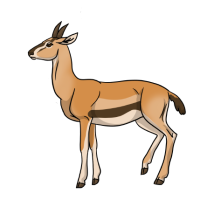 Thumbnail for ANI-4937: Thomson's Gazelle (F)