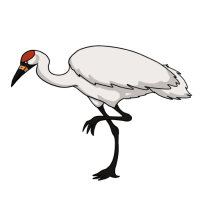 Thumbnail for ANI-4943: Whooping Crane (F)