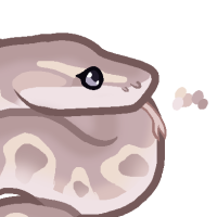 Thumbnail for ANI-4963: Leucistic Ball Python (F)