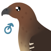 Thumbnail for ANI-4966: Red-Tailed Hawk (M)