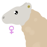 Thumbnail for ANI-4967: Domestic Sheep Cheviot  (F)