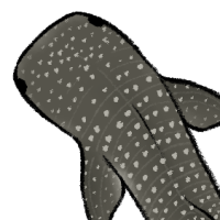 Thumbnail for ANI-4992: Whale Shark (F)